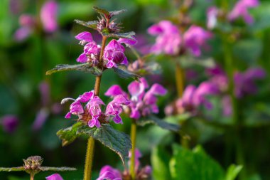 Benekli, ölü lamium maculatum pembe çiçekleri. Bahçedeki şifalı bitkiler.