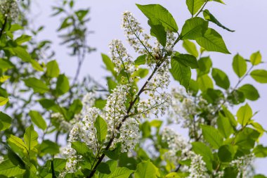 Seçici odak fotoğrafı. Kuş kiraz ağacı, erik yaprağı çiçek açıyor..