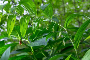 Polygonatum multiflorum flower in meadow, close up .