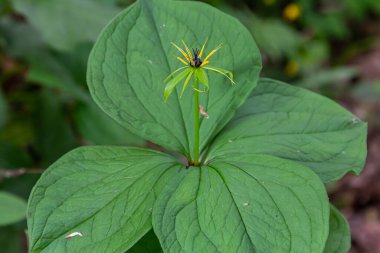 Paris kuadrifolisi çiçek açmış. Halk arasında bitki Paris ya da gerçek aşığın düğümü olarak bilinir..