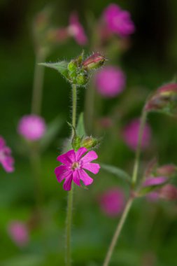 Silene dioica Melandrium rubrum, Caryophyllaceae familyasından bir bitki türü. Kırmızı kafes.