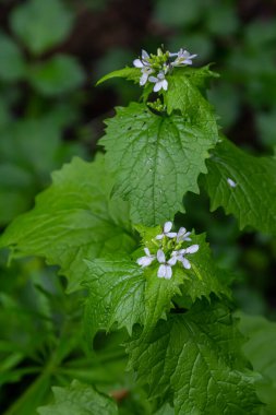 Medikatif bitkinin Macro yakın plan sarımsaklı hardal Alliaria petiolata.
