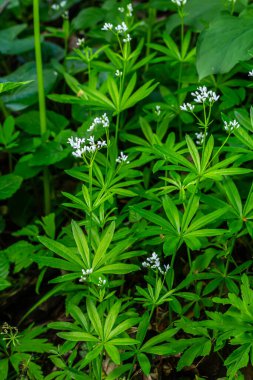 Woodruff, Galium odoratum ormanda yetişen bir baharat ve tıbbi bitkidir..