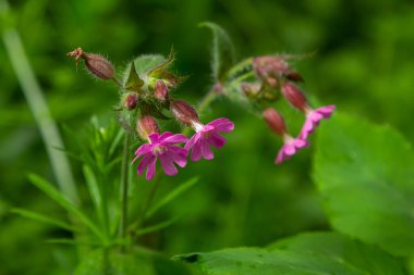 Silene dioica Melandrium rubrum, known as red campion and red catchfly, is a herbaceous flowering plant in the family Caryophyllaceae. Red campion. clipart