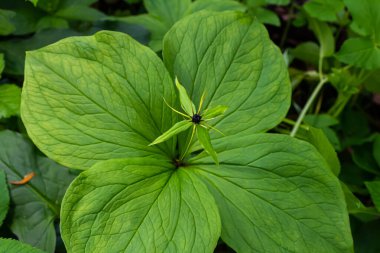 Paris kuadrifolisi çiçek açmış. Halk arasında bitki Paris ya da gerçek aşığın düğümü olarak bilinir..