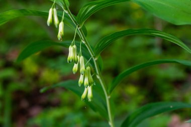 Polygonatum multiflorum flower in meadow, close up . clipart