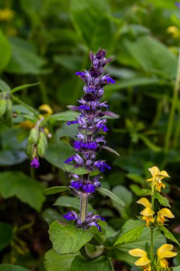 Ajuga Reptans Atropurpurea 'nın ilkbaharda çekilmiş mavi çiçekleri. .