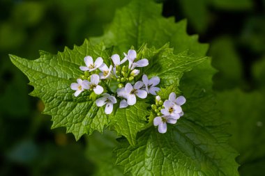 Sarımsak hardal çiçekleri Alliaria petiolata yakından. Alliaria petiolata, hardalgiller (Brassicaceae) familyasından bir bitki türü..