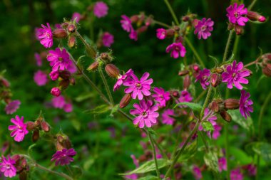 Beautiful red to pink campion. Rote Nichtnelke. Compagnon rouge. Silene dioica. clipart