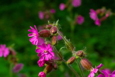 Silene dioica Melandrium rubrum, Caryophyllaceae familyasından bir bitki türü. Kırmızı kafes.