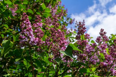 Yaygın Leylak Şırıngası İlkbaharda yeşil yapraklarla çevrili mor çifte çiçeklerle çiçek açıyor.