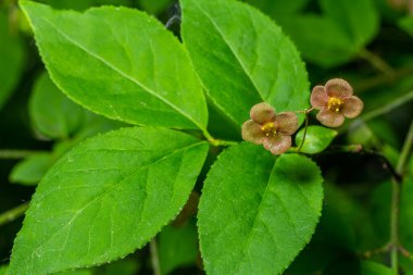 Küçük çiçekler Euonymus verrucosus veya iğ ağacı.