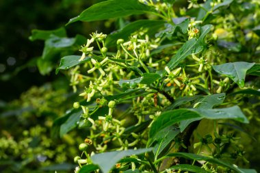 Çiçek açan Avrupa Milli Ağacı, Euonymus Avrupaeus, çiçek açan bitki.