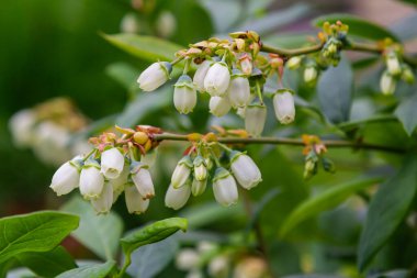 Çalılıklarda beyaz yaban mersini tomurcukları. Yabanmersini tomurcuğu dalı. Beyaz çiçekler. Makro bakış açısı. Bahçede yetişen çalılar. Yaz, bahar boyunca doğa.