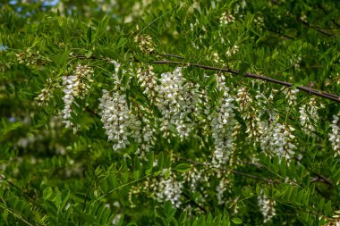 Bal arısı, akasya çiçeğinden nektar toplar. Çiçek açan akasya kümeleri. Ballı bahar bitkisi. Nektar toplayın. Kara çekirge dalları, Robinia psödoacia, sahte akasya..