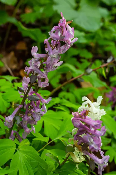 Ormanda ilkbaharda Corydalis çiçek açar..