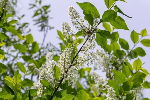 Seçici odak fotoğrafı. Kuş kiraz ağacı, erik yaprağı çiçek açıyor..