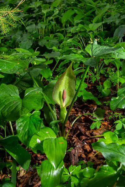 Guguk kuşu ya da Arum maculatum ok şeklinde yaprak, Araceae ailesindeki ormanlık zehirli bitki. Ok şeklinde yapraklar. Diğer isimler ise; çıplak kafa, engerek kökü, arum, vahşi arum, arum zambağı, lordlar ve leydiler..