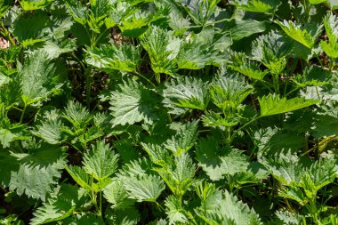 Urtica dioica ya da ısırgan otu, bahçede. Isırgan otu, kanama, idrar söktürücü, ateş düşürücü, yara iyileştirme, antiheumatik madde olarak kullanılan bir ilaç..