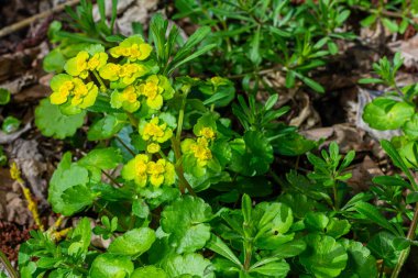 Yumuşak kenarlı, çiçek açan Golden Saxifrage Chrysosplenium alternifolium. Seçici odaklanma. İyileştirici özelliği var. Sarı pınar Küçük çiçekler.