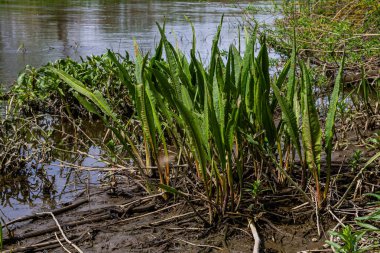 Close up of Yellow flag irisses Iris pseudacorus and Great water dock Rumex hydrolapathum. clipart