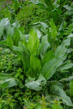 Rumex Konferansı baharda bahçede yetişir..