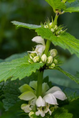 Güneşli bir günde filizlenen ölü ısırgan otu yakın plan. Lamium albümü. Lamiaceae Ailesi.