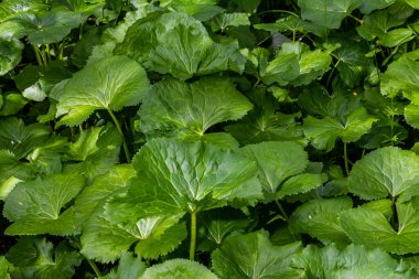 Leaves, ground and closeup of nature plant in countryside environment in woods for ecosystem, park or forest. Petasites, leaf and bushes in Thailand location for sustainability, ecology or greenery. clipart