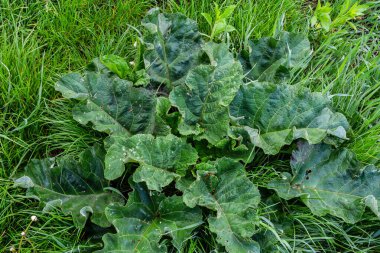 Arctium lappa - Genç burdock yazın başında ayrılıyor.