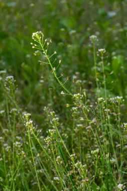 Capsella bursa-pastoris, çoban çantası olarak bilinir. Tarım ve bahçe ekinlerinde yaygın ve yaygın bir ot. Doğal ortamda tıbbi bitki.