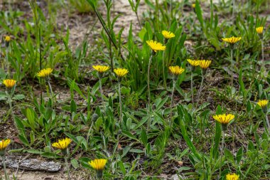 Hieracium pilosella flowers on a summer meadow. clipart