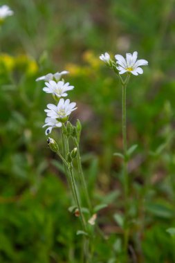 Parlak yeşil yapraklar arasında küçük beyaz çiçekler. İlkbahar - Paskalya çanı Stellaria sanal çay çiçeği.