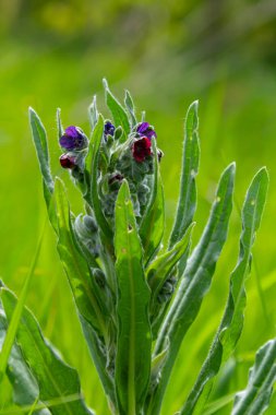 In the wild, Cynoglossum officinale blooms among grasses. A close-up of the colorful flowers of the common sedum in a typical habitat. clipart