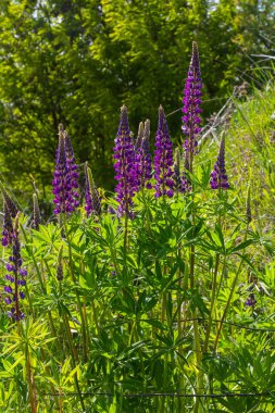 Lupinus, lupin, acı bakla alan pembe mor ve mavi çiçekli.