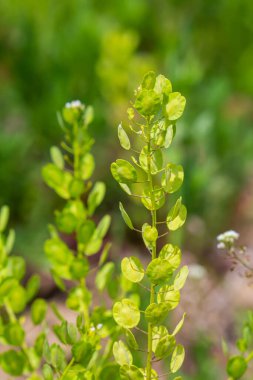 In nature, Thlaspi arvense grows among wild grasses. clipart