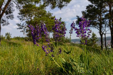 Salvia pratensis, Lamiaceae familyasından Avrupa, Batı Asya ve Kuzey Afrika 'ya özgü bir bitki türüdür..