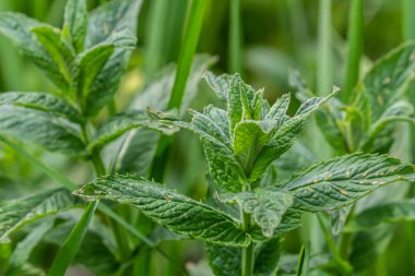 Mentha, nane olarak da bilinir, çay, yiyecek ve diğer içecekler için baharat olarak kullanılır..