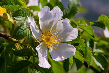 Köpek gülü, Rosa canina, pembe veya beyaz çiçekli ve ilaçlarda kullanılan önemli bir şifalı bitkidir. Bu bir yaban gülü ve sonbaharda kırmızı güllük gülistanlık meyveleri var..