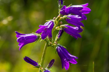 Uzun çan çiçeği, Campanula latifolia var. Macrantha, temmuzda güneşli bir bahçede çiçek açıyor, seçici odaklanma ve kopyalama alanı ile yakın çekim yapıyor.