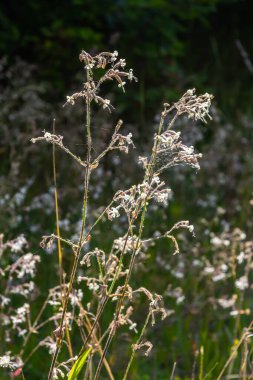 Silene nutans, Nottingham Catchfly, Caryophyllaceae. Yazın vahşi bitki vuruşu..
