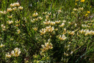 In the spring Chamaecytisus ruthenicus blooms in the wild.