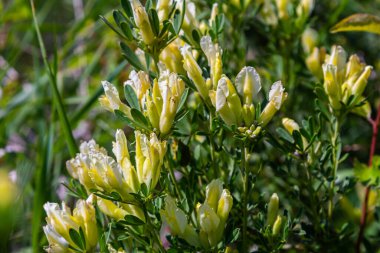 In the spring Chamaecytisus ruthenicus blooms in the wild.