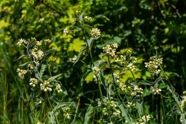 Vincetoxicum hirundinaria. Close up of white swallow wort.Vincetoxicum in the family Apocynaceae. clipart