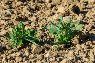 Kanada devedikeni 'nin genç yeşil yaprakları Rosette, aynı zamanda sürünen ya da tarla devedikeni, Cirsium arvense, bir çiçek tarlasında büyüyor. İstilacı ot. Güneşli bir günde kapanıyor