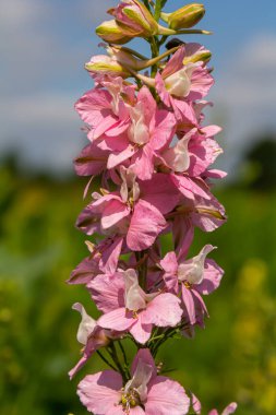 Pembe ve mor Delphinium Larkspur çiçek tarlasında çiçek açan bitki, Ranunculaceae ailesi.