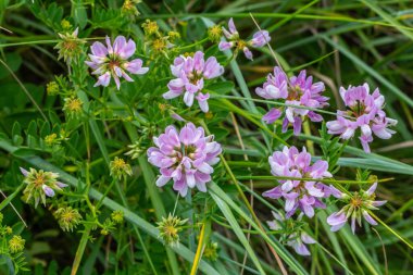 Securigera Varia 'nın çiçekleri - crownvetch, mor taç vetch.