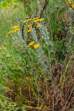 Feathery foliage and yellow flowers of Cota tinctoria Kelwayi in June. clipart