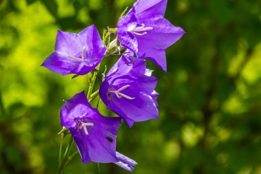 Campanula latifolia çiçeği, geniş yapraklı çan çiçeği, urple, botanik ormanı çayırı, bahar çiçekli bitki ormanı, doğa makro fotoğrafı..