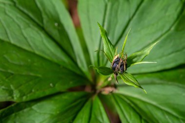 Very poisonous plant Raven's eye four-leaf Paris quadrifolia also known, berry or True Lovers Knot growing in the wild in a forest. clipart