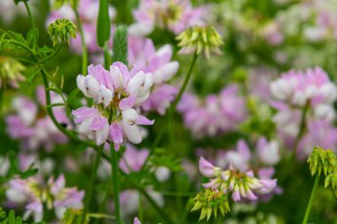 the flowers of Securigera varia - crownvetch, purple crown vetch. clipart